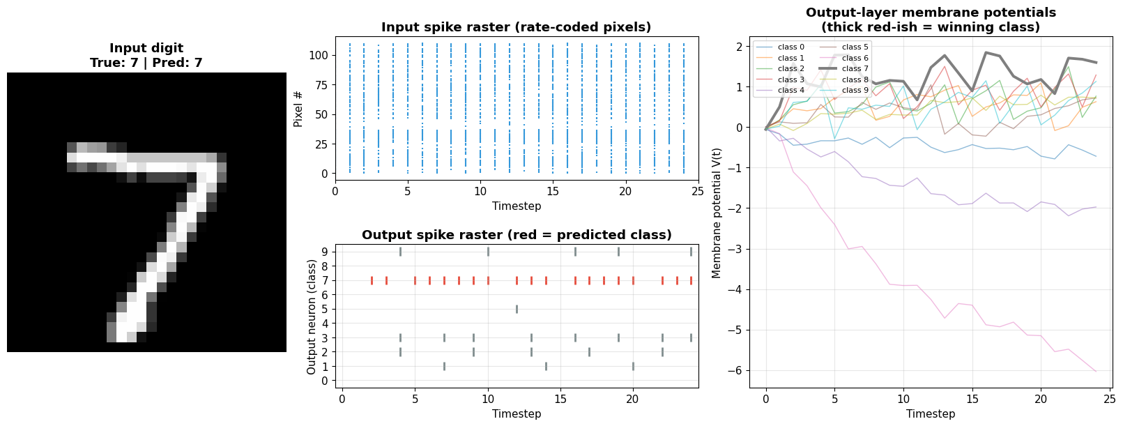 Spike raster of hidden-layer activity and membrane potential traces for the output neurons over the simulation window